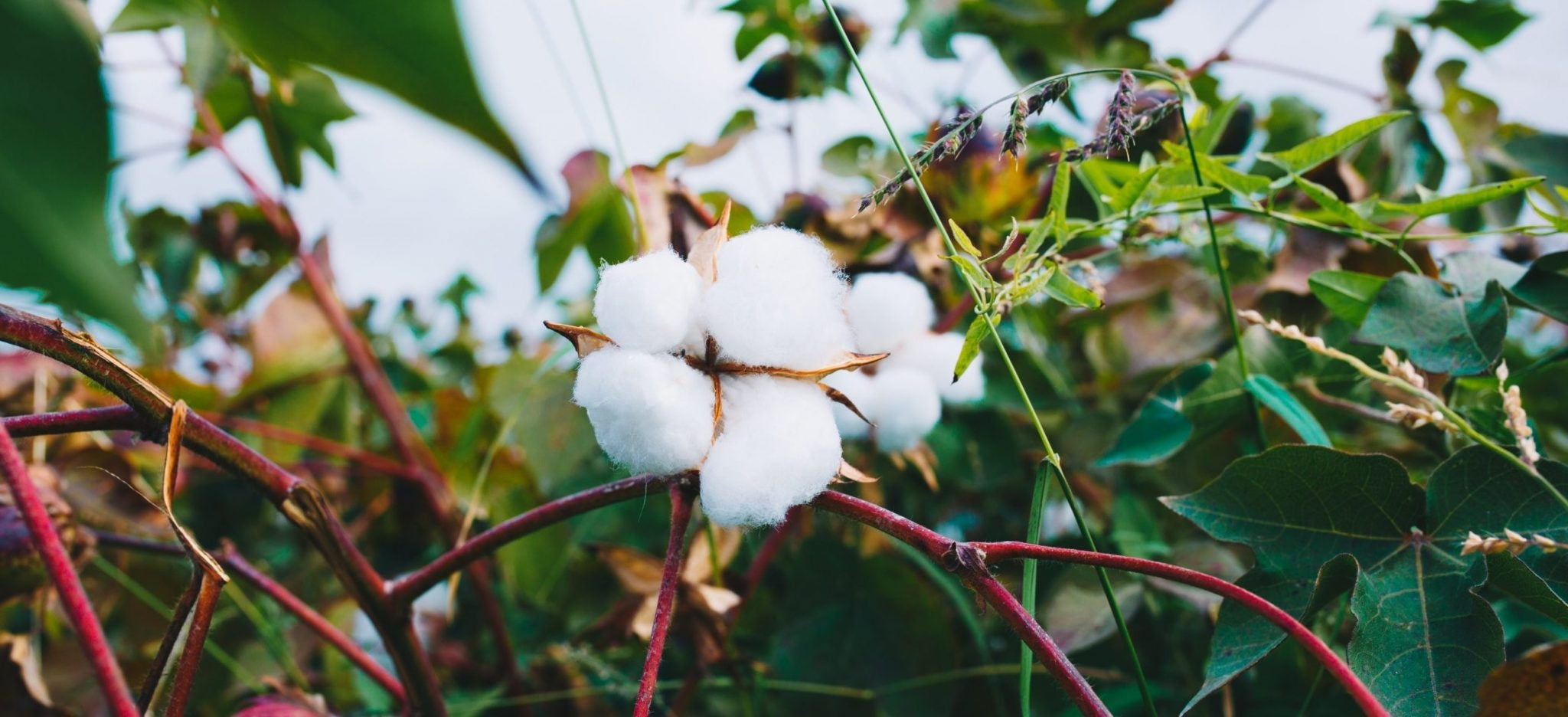 Unveiling the Benefits of Organic Cotton Farming